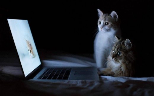 Cats watching movie