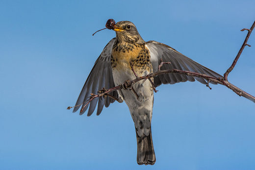 Turdus pilaris