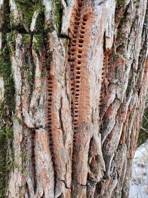 Woodpecker's math
