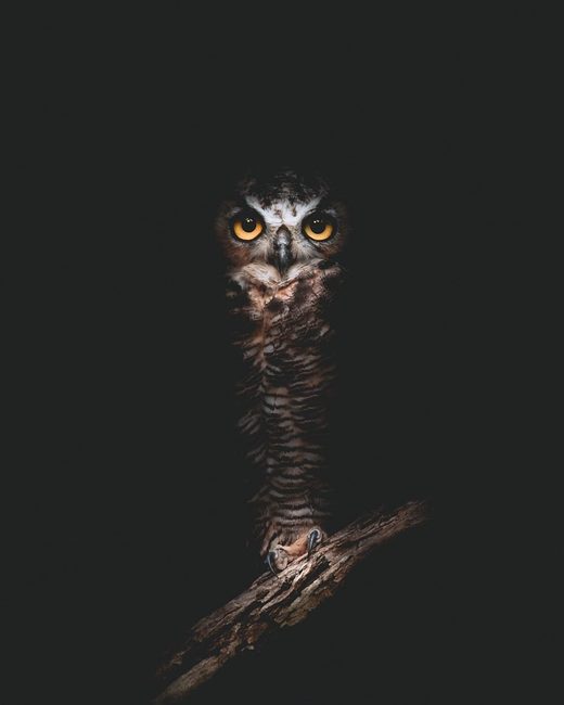 The Owls Are Not What They Seem