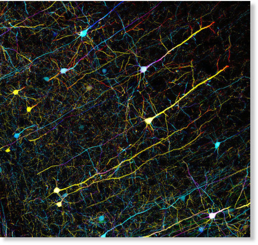 Нейроны в зрительной коре мозга мыши