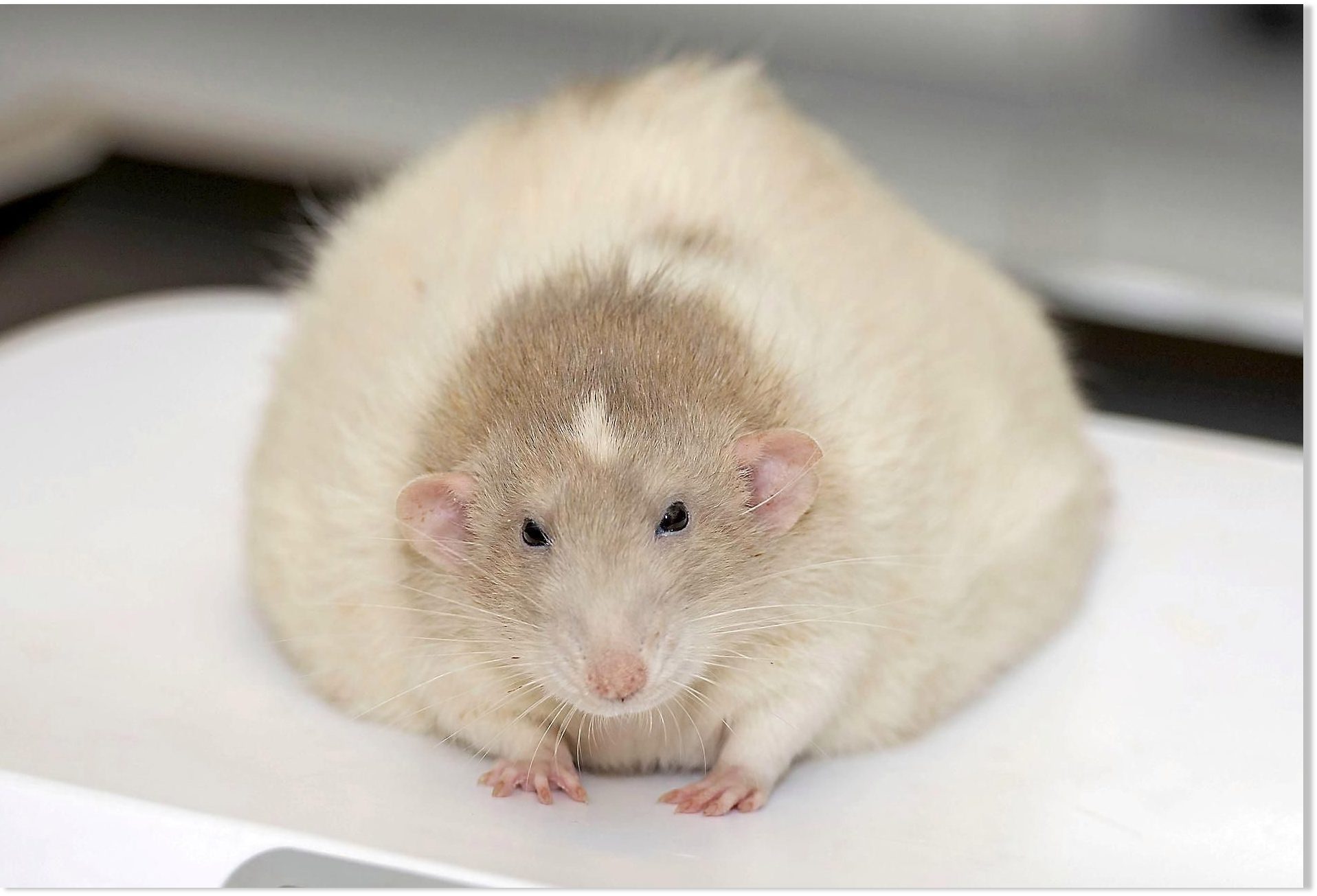 Жир мыши. Крыса Дамбо толстая. Толстенькая крыса Дамбо. Дамбо декоративная крыса толстая. Крысы Дамбо ожирение.