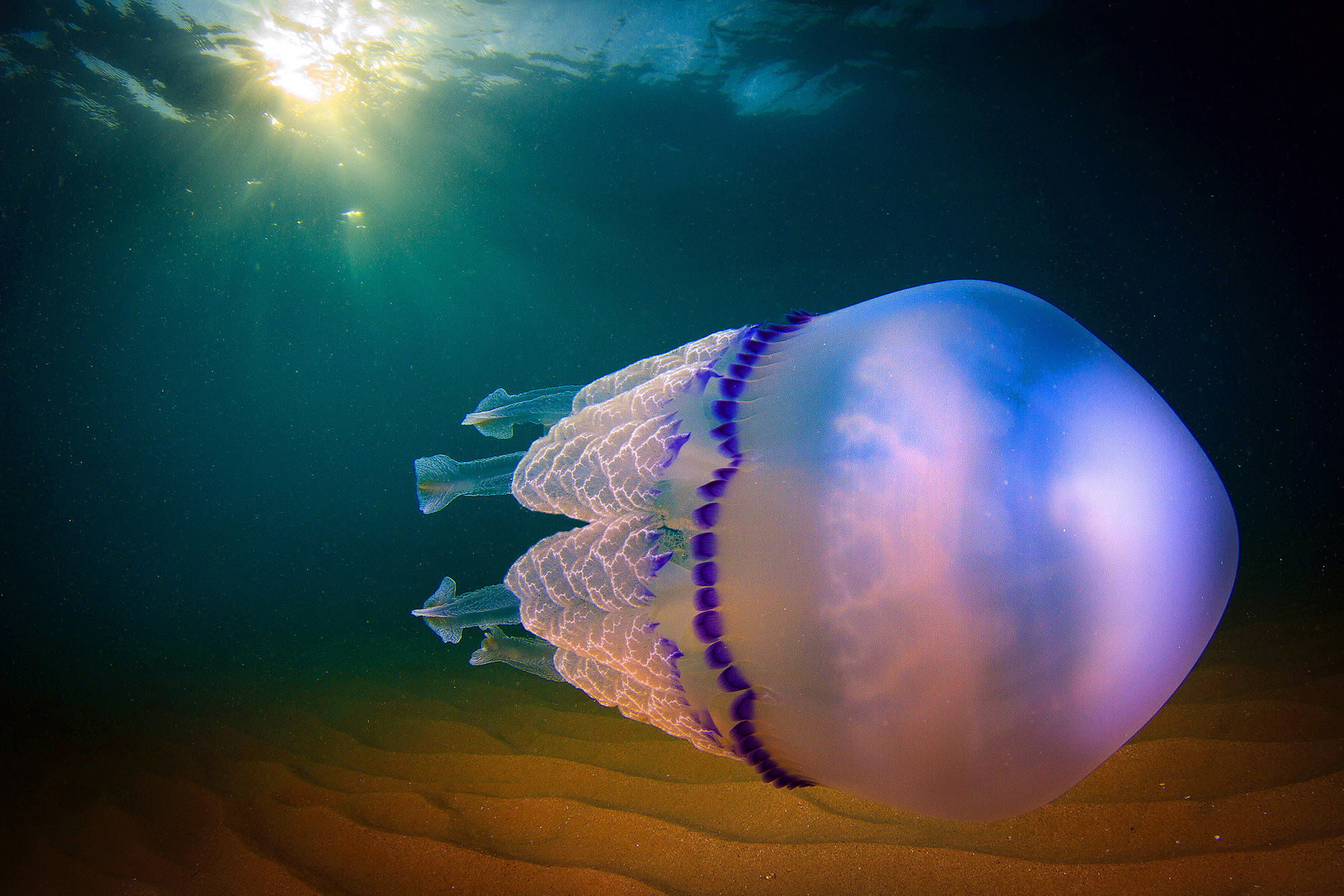 Красивые медузы в океане