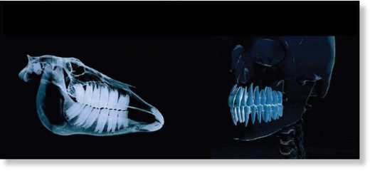 Травоядные животные, например лошадь (слева), имеют широкие и плоские коренные зубы для размельчения растительной пищи. У человека (справа) есть не только коренные зубы и резцы, но и типичные для плотоядных клыки.