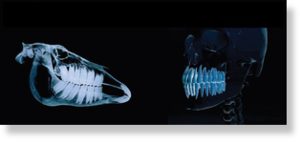 Травоядные животные, например лошадь (слева), имеют широкие и плоские коренные зубы для размельчения растительной пищи. У человека (справа) есть не только коренные зубы и резцы, но и типичные для плотоядных клыки.