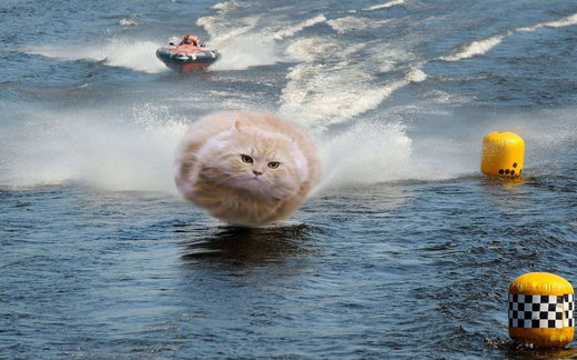 Fast running cat