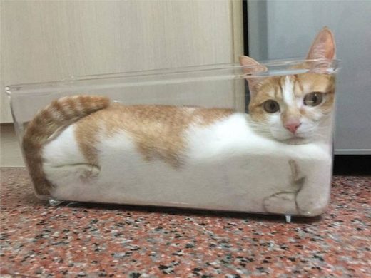 Liquid or solid?