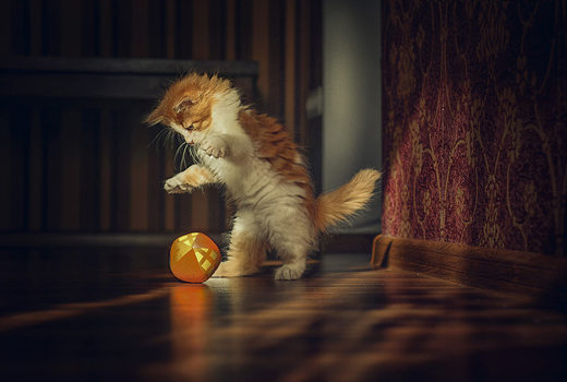 Cat Aleksandr Boiko