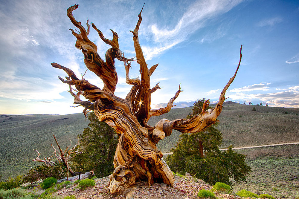 Остистая сосна (Bristlecone pine) в Калифорнии