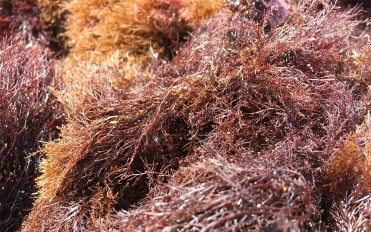 Существует много разновидностей красных водорослей, но большинство из них растет только в соленых водах