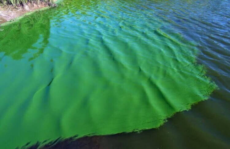 Сине-зеленые водоросли также известны как цианобактерии