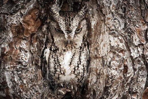Mimicry