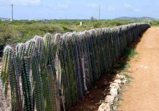 Нажмите, чтобы увеличить Fence