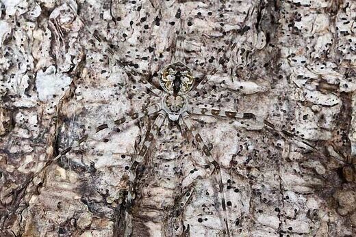 Нажмите, чтобы увеличить Camouflage