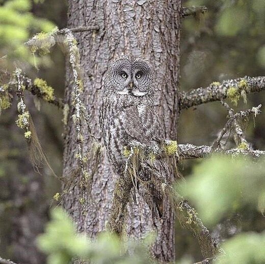 Нажмите, чтобы увеличить Camouflage
