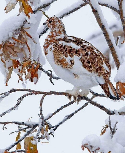 Нажмите, чтобы увеличить Camouflage