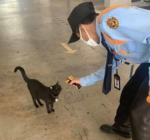 Нажмите, чтобы увеличить Beware of black cats...