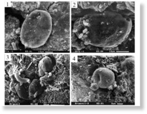 Эвкариоты. На снимке под номером 3 изображен тасманито-подобный организм, такие жили на земле миллионы лет назад