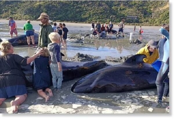 19 китов погибли выбросившись на пляж в Новой Зеландии