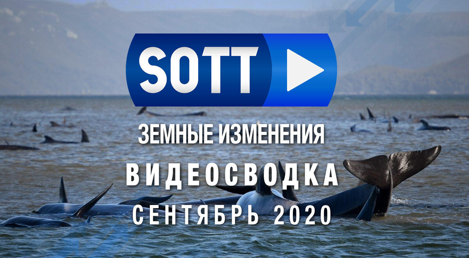 Изменения в сентябре 2018. Акулы в черном море.