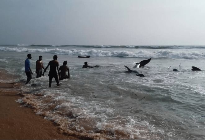 На крупнейший пляж Шри-Ланки выбросилось около 100 китов