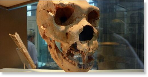 Череп 5 H. heidelbergensis из Сима-де-лос-Уэсос. (AnemoneProjectors / Flickr / CC BY-SA 2.0)