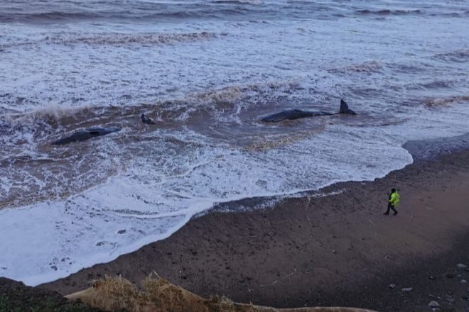 На побережье Англии произошел самый крупный выброс китов на берег за 107 лет