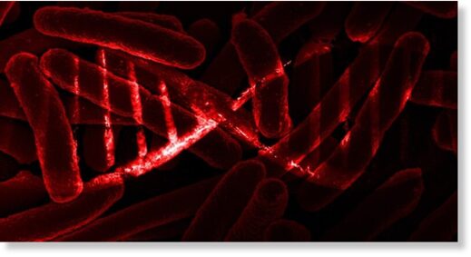 Ученые научились хранить данные внутри ДНК живых бактерий