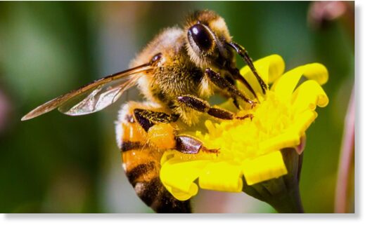 Количество видов диких пчел сократилось на 25% за последние 30 лет