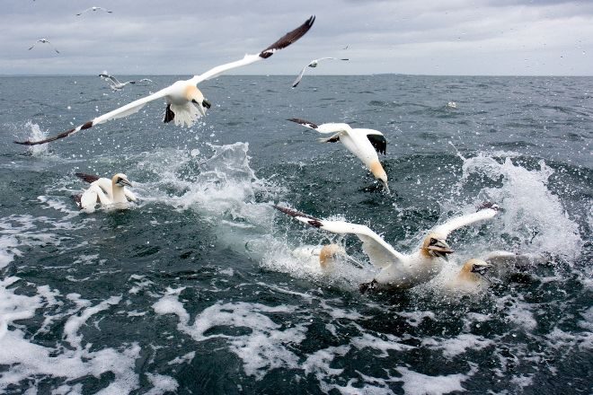 На острова возле Новой Зеландии обрушились 10-метровые волны, пострадала колония птиц