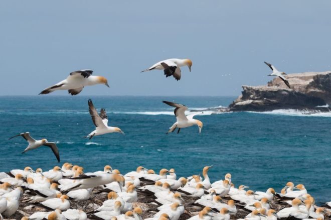 На острова возле Новой Зеландии обрушились 10-метровые волны, пострадала колония птиц