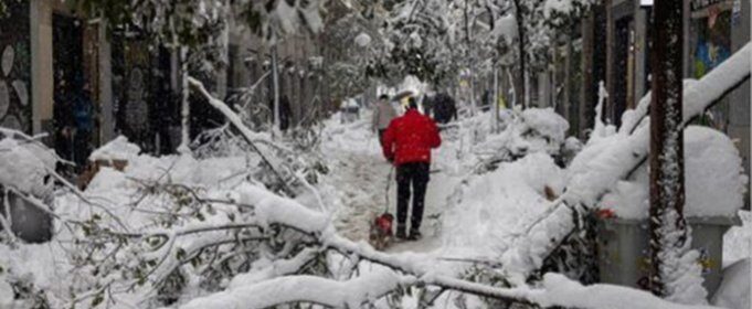 Рекордная метель в Мадриде повредила полмиллиона деревьев