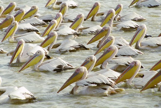 В заповеднике Сенегала массово умирают пеликаны, уже погибло 750 птиц
