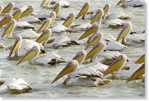 В заповеднике Сенегала массово умирают пеликаны, уже погибло 750 птиц