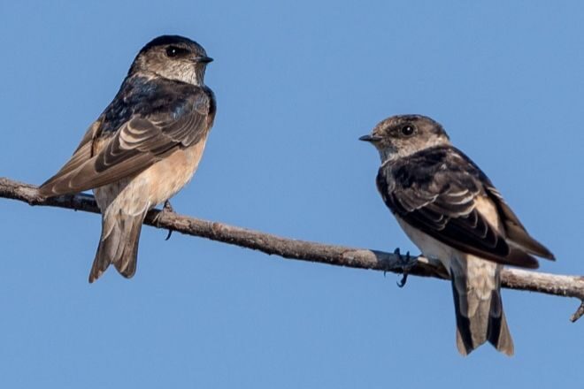 Резкое похолодание в Западной Австралии уничтожило тысячи птиц