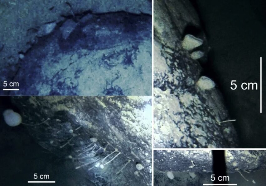 Загадочные формы жизни были найдены подо льдами Антарктиды