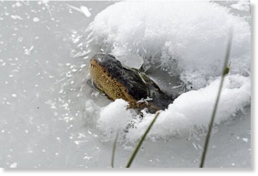 В американском штате Оклахома аллигаторы впали в спячку и примерзли ко льду