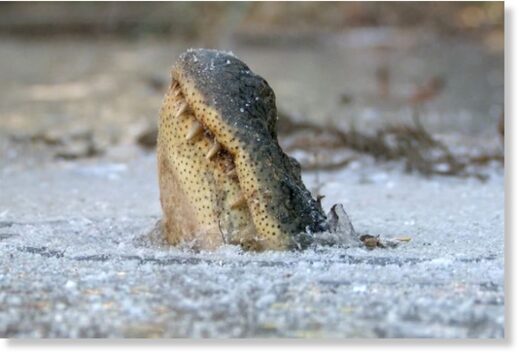 В американском штате Оклахома аллигаторы впали в спячку и примерзли ко льду