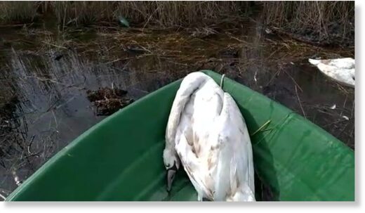 В Дагестане по непонятным причинам погибло около 300 лебедей и уток