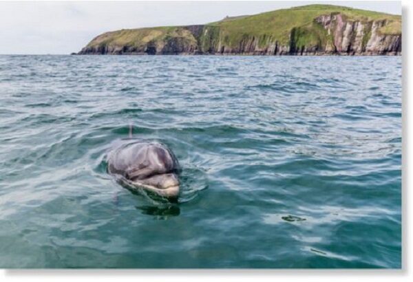 За первые 2 месяца 2021 года в Ирландии зарегистрировано 93 случая гибели дельфинов и китов