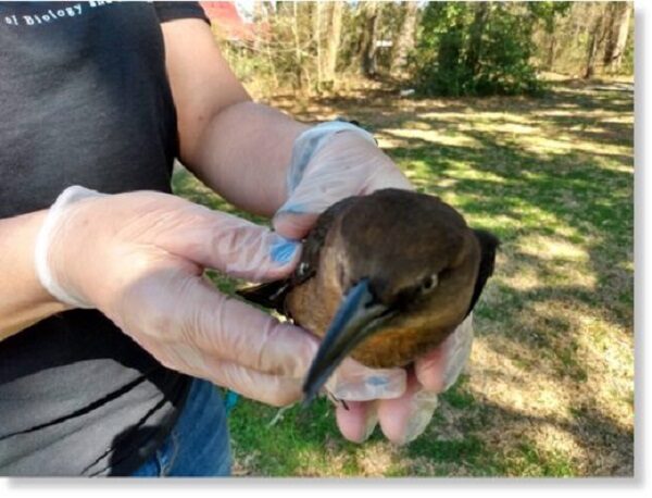 Десятки птиц найдены мертвыми в Северная Каролине, США