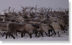 80 тысяч оленей на полуострове Ямал под угрозой голодной смерти