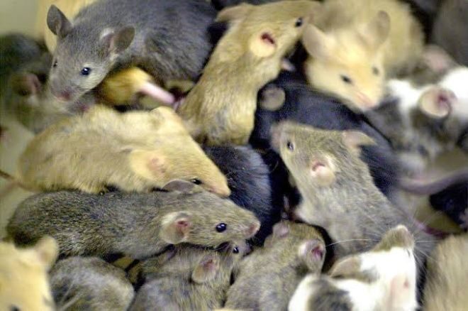 Сельские районы Австралии переживают сильнейшее нашествие мышей