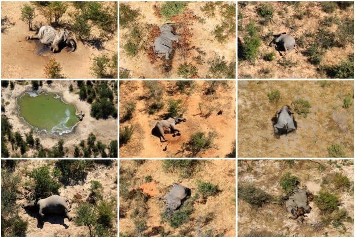 Число погибших слонов в Ботсване увеличилось до 39