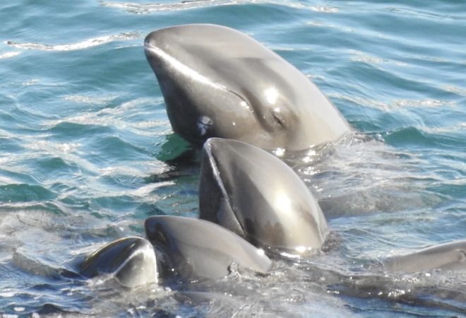 На побережье Ганы зафиксирована массовая смертность бесклювых дельфинов