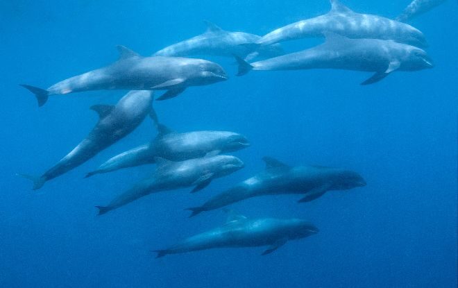 На побережье Ганы зафиксирована массовая смертность бесклювых дельфинов