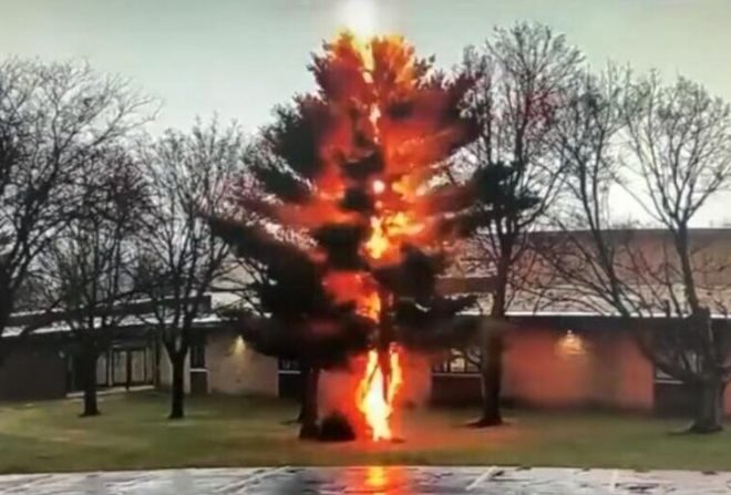 В штате Висконсин сильный удар молнии мгновенно «срубил» дерево (видео)
