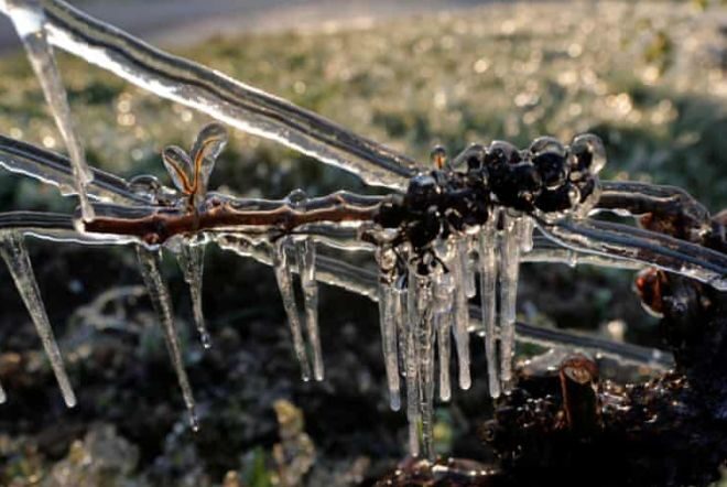 Сильные заморозки во Франции привели к худшему периоду в виноделии за 40 лет