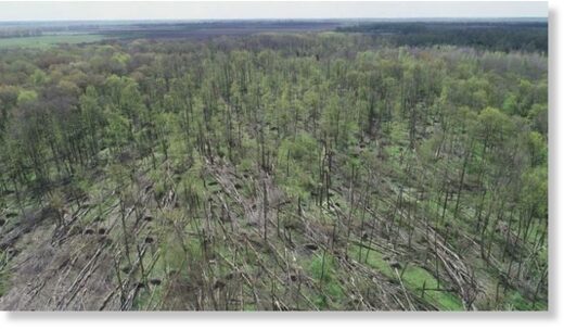 Поврежденные деревья в Ярунском лесничестве