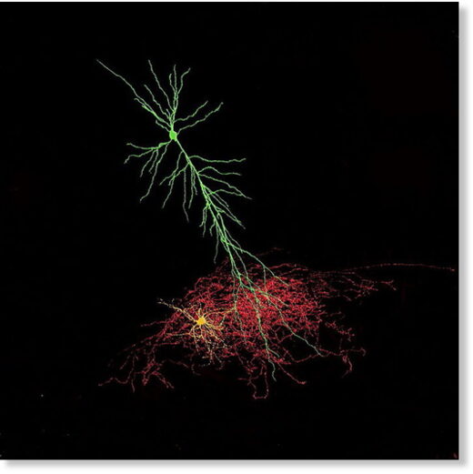 Нейроны и глиальные клетки мозга мыши